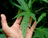  ( - BioBot01398)  @11 [ ] CreativeCommons - Attribution Non-Commercial Share-Alike (2010) Daniel H. Janzen Guanacaste Dry Forest Conservation Fund