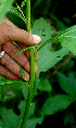  ( - BioBot01398)  @11 [ ] CreativeCommons - Attribution Non-Commercial Share-Alike (2010) Daniel H. Janzen Guanacaste Dry Forest Conservation Fund