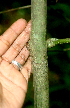  (Hedyosmum bonplandianum - BioBot01413)  @11 [ ] CreativeCommons - Attribution Non-Commercial Share-Alike (2010) Daniel H. Janzen Guanacaste Dry Forest Conservation Fund