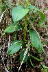  (Irlbachia - BioBot01423)  @11 [ ] CreativeCommons - Attribution Non-Commercial Share-Alike (2010) Daniel H. Janzen Guanacaste Dry Forest Conservation Fund