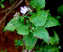  ( - BioBot01427)  @11 [ ] CreativeCommons - Attribution Non-Commercial Share-Alike (2010) Daniel H. Janzen Guanacaste Dry Forest Conservation Fund