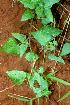  (Fleischmannia pycnocephala - BioBot01427)  @11 [ ] CreativeCommons - Attribution Non-Commercial Share-Alike (2010) Daniel H. Janzen Guanacaste Dry Forest Conservation Fund