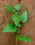  ( - BioBot01427)  @11 [ ] CreativeCommons - Attribution Non-Commercial Share-Alike (2010) Daniel H. Janzen Guanacaste Dry Forest Conservation Fund