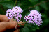  ( - BioBot01429)  @11 [ ] CreativeCommons - Attribution Non-Commercial Share-Alike (2010) Daniel H. Janzen Guanacaste Dry Forest Conservation Fund