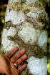  ( - BioBot01434)  @11 [ ] CreativeCommons - Attribution Non-Commercial Share-Alike (2010) Daniel H. Janzen Guanacaste Dry Forest Conservation Fund