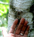  ( - BioBot01436)  @11 [ ] CreativeCommons - Attribution Non-Commercial Share-Alike (2010) Daniel H. Janzen Guanacaste Dry Forest Conservation Fund