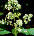  (Koanophyllon - BioBot01437)  @11 [ ] CreativeCommons - Attribution Non-Commercial Share-Alike (2010) Daniel H. Janzen Guanacaste Dry Forest Conservation Fund