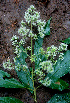  ( - BioBot01437)  @11 [ ] CreativeCommons - Attribution Non-Commercial Share-Alike (2010) Daniel H. Janzen Guanacaste Dry Forest Conservation Fund