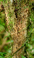  ( - BioBot01438)  @11 [ ] CreativeCommons - Attribution Non-Commercial Share-Alike (2010) Daniel H. Janzen Guanacaste Dry Forest Conservation Fund