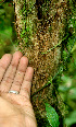  ( - BioBot01438)  @11 [ ] CreativeCommons - Attribution Non-Commercial Share-Alike (2010) Daniel H. Janzen Guanacaste Dry Forest Conservation Fund