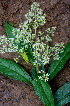  ( - BioBot01438)  @11 [ ] CreativeCommons - Attribution Non-Commercial Share-Alike (2010) Daniel H. Janzen Guanacaste Dry Forest Conservation Fund