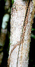  ( - BioBot01451)  @11 [ ] CreativeCommons - Attribution Non-Commercial Share-Alike (2010) Daniel H. Janzen Guanacaste Dry Forest Conservation Fund