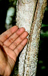  ( - BioBot01451)  @11 [ ] CreativeCommons - Attribution Non-Commercial Share-Alike (2010) Daniel H. Janzen Guanacaste Dry Forest Conservation Fund