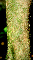  ( - BioBot01454)  @11 [ ] CreativeCommons - Attribution Non-Commercial Share-Alike (2010) Daniel H. Janzen Guanacaste Dry Forest Conservation Fund