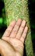  ( - BioBot01454)  @11 [ ] CreativeCommons - Attribution Non-Commercial Share-Alike (2010) Daniel H. Janzen Guanacaste Dry Forest Conservation Fund