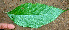  ( - BioBot01454)  @11 [ ] CreativeCommons - Attribution Non-Commercial Share-Alike (2010) Daniel H. Janzen Guanacaste Dry Forest Conservation Fund