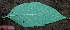  ( - BioBot01454)  @11 [ ] CreativeCommons - Attribution Non-Commercial Share-Alike (2010) Daniel H. Janzen Guanacaste Dry Forest Conservation Fund