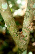  ( - BioBot01455)  @11 [ ] CreativeCommons - Attribution Non-Commercial Share-Alike (2010) Daniel H. Janzen Guanacaste Dry Forest Conservation Fund