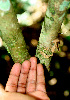  ( - BioBot01455)  @11 [ ] CreativeCommons - Attribution Non-Commercial Share-Alike (2010) Daniel H. Janzen Guanacaste Dry Forest Conservation Fund