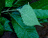  ( - BioBot01455)  @11 [ ] CreativeCommons - Attribution Non-Commercial Share-Alike (2010) Daniel H. Janzen Guanacaste Dry Forest Conservation Fund