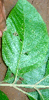  ( - BioBot01455)  @11 [ ] CreativeCommons - Attribution Non-Commercial Share-Alike (2010) Daniel H. Janzen Guanacaste Dry Forest Conservation Fund
