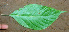 ( - BioBot01455)  @11 [ ] CreativeCommons - Attribution Non-Commercial Share-Alike (2010) Daniel H. Janzen Guanacaste Dry Forest Conservation Fund
