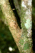  ( - BioBot01456)  @11 [ ] CreativeCommons - Attribution Non-Commercial Share-Alike (2010) Daniel H. Janzen Guanacaste Dry Forest Conservation Fund