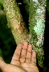  ( - BioBot01456)  @11 [ ] CreativeCommons - Attribution Non-Commercial Share-Alike (2010) Daniel H. Janzen Guanacaste Dry Forest Conservation Fund