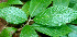  ( - BioBot01456)  @11 [ ] CreativeCommons - Attribution Non-Commercial Share-Alike (2010) Daniel H. Janzen Guanacaste Dry Forest Conservation Fund