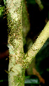  (Solanum schlechtendalianum - BioBot01457)  @11 [ ] CreativeCommons - Attribution Non-Commercial Share-Alike (2010) Daniel H. Janzen Guanacaste Dry Forest Conservation Fund