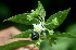  (Solanum cordovense - BioBot01460)  @11 [ ] CreativeCommons - Attribution Non-Commercial Share-Alike (2010) Daniel H. Janzen Guanacaste Dry Forest Conservation Fund