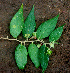  ( - BioBot01460)  @11 [ ] CreativeCommons - Attribution Non-Commercial Share-Alike (2010) Daniel H. Janzen Guanacaste Dry Forest Conservation Fund