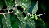  ( - BioBot01460)  @11 [ ] CreativeCommons - Attribution Non-Commercial Share-Alike (2010) Daniel H. Janzen Guanacaste Dry Forest Conservation Fund