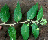 ( - BioBot01460)  @11 [ ] CreativeCommons - Attribution Non-Commercial Share-Alike (2010) Daniel H. Janzen Guanacaste Dry Forest Conservation Fund