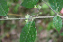  ( - BioBot01461)  @11 [ ] CreativeCommons - Attribution Non-Commercial Share-Alike (2010) Daniel H. Janzen Guanacaste Dry Forest Conservation Fund