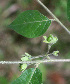 ( - BioBot01461)  @11 [ ] CreativeCommons - Attribution Non-Commercial Share-Alike (2010) Daniel H. Janzen Guanacaste Dry Forest Conservation Fund