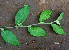  ( - BioBot01461)  @11 [ ] CreativeCommons - Attribution Non-Commercial Share-Alike (2010) Daniel H. Janzen Guanacaste Dry Forest Conservation Fund
