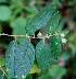  ( - BioBot01462)  @11 [ ] CreativeCommons - Attribution Non-Commercial Share-Alike (2010) Daniel H. Janzen Guanacaste Dry Forest Conservation Fund