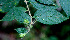  ( - BioBot01462)  @11 [ ] CreativeCommons - Attribution Non-Commercial Share-Alike (2010) Daniel H. Janzen Guanacaste Dry Forest Conservation Fund