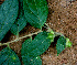  ( - BioBot01462)  @11 [ ] CreativeCommons - Attribution Non-Commercial Share-Alike (2010) Daniel H. Janzen Guanacaste Dry Forest Conservation Fund