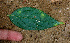 ( - BioBot01462)  @11 [ ] CreativeCommons - Attribution Non-Commercial Share-Alike (2010) Daniel H. Janzen Guanacaste Dry Forest Conservation Fund