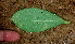  ( - BioBot01462)  @11 [ ] CreativeCommons - Attribution Non-Commercial Share-Alike (2010) Daniel H. Janzen Guanacaste Dry Forest Conservation Fund