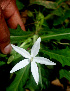  ( - BioBot01463)  @11 [ ] CreativeCommons - Attribution Non-Commercial Share-Alike (2010) Daniel H. Janzen Guanacaste Dry Forest Conservation Fund