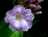  (Maripa - BioBot01466)  @11 [ ] CreativeCommons - Attribution Non-Commercial Share-Alike (2010) Daniel H. Janzen Guanacaste Dry Forest Conservation Fund