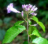  ( - BioBot01466)  @11 [ ] CreativeCommons - Attribution Non-Commercial Share-Alike (2010) Daniel H. Janzen Guanacaste Dry Forest Conservation Fund
