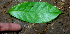  ( - BioBot01466)  @11 [ ] CreativeCommons - Attribution Non-Commercial Share-Alike (2010) Daniel H. Janzen Guanacaste Dry Forest Conservation Fund
