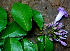  ( - BioBot01466)  @11 [ ] CreativeCommons - Attribution Non-Commercial Share-Alike (2010) Daniel H. Janzen Guanacaste Dry Forest Conservation Fund