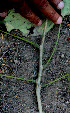  ( - BioBot01476)  @11 [ ] CreativeCommons - Attribution Non-Commercial Share-Alike (2010) Daniel H. Janzen Guanacaste Dry Forest Conservation Fund