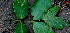  ( - BioBot01476)  @11 [ ] CreativeCommons - Attribution Non-Commercial Share-Alike (2010) Daniel H. Janzen Guanacaste Dry Forest Conservation Fund