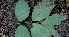  ( - BioBot01476)  @11 [ ] CreativeCommons - Attribution Non-Commercial Share-Alike (2010) Daniel H. Janzen Guanacaste Dry Forest Conservation Fund